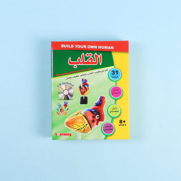 تشريح القلب