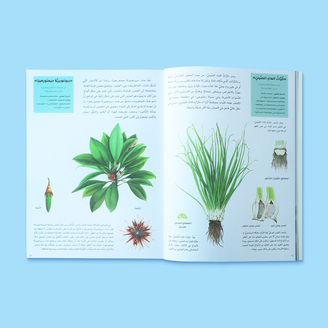 صفحات داخلية من كتاب الأراضي الرطبة من سلسلة عالم النباتات مع رسومات نباتات تعيش في البيئات الرطبة